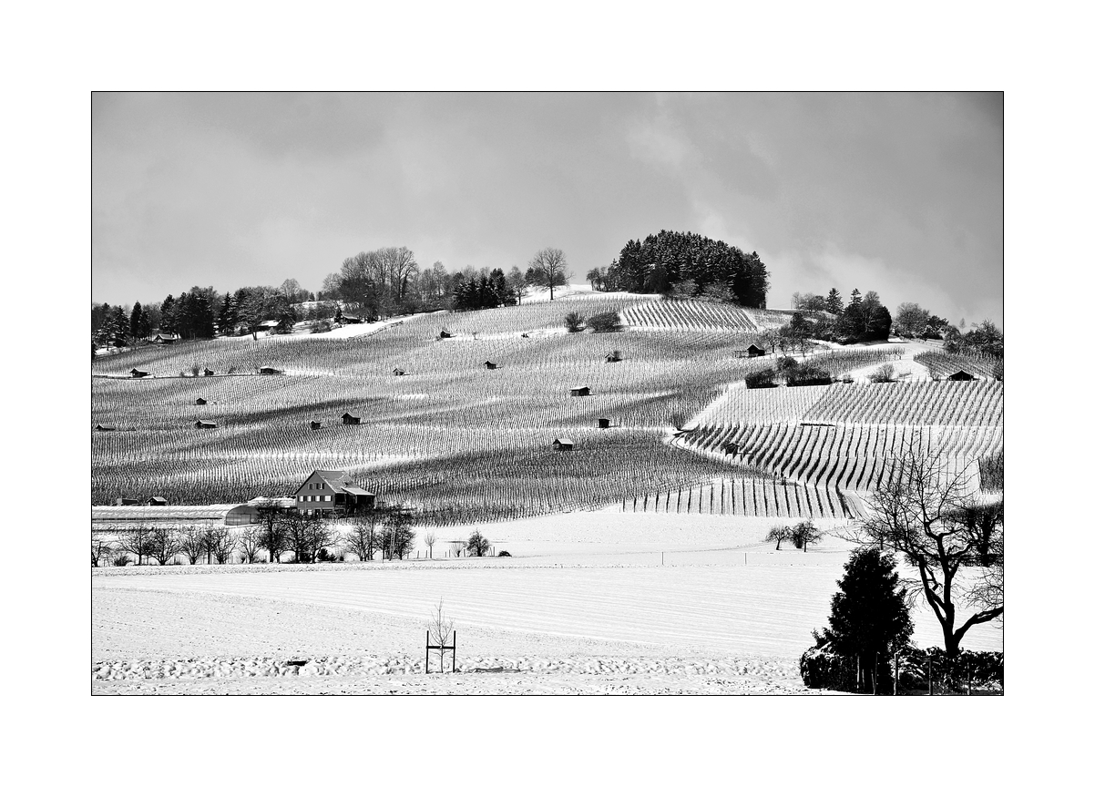 Weinberg in Hallau