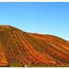 Weinberg in Herbstfarben