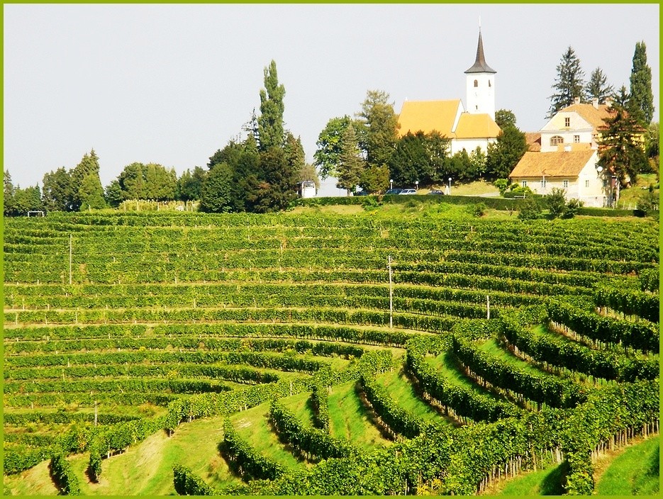 Weinberg In Jeruzalem Slowenien Foto Bild Landschaft Kulturlandschaften Weinberge Bilder Auf Fotocommunity