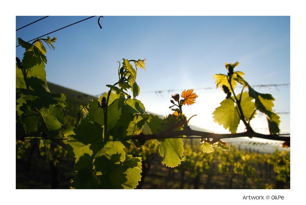 Weinberg in Mainfranken Fahr am Main