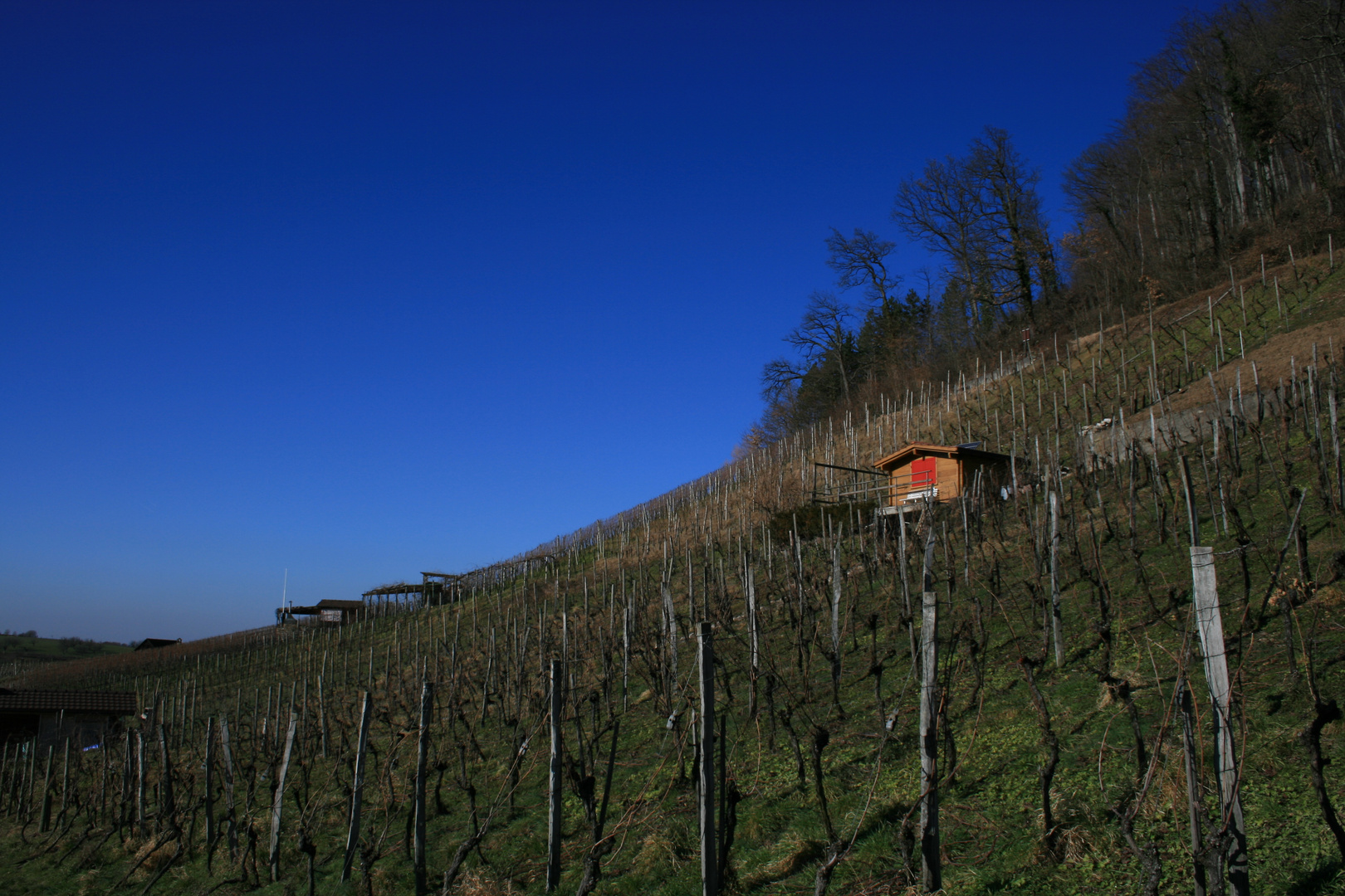 Weinberg in Muttenz / Switzerland