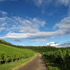 Weinberg in NachmittagsSonne 1