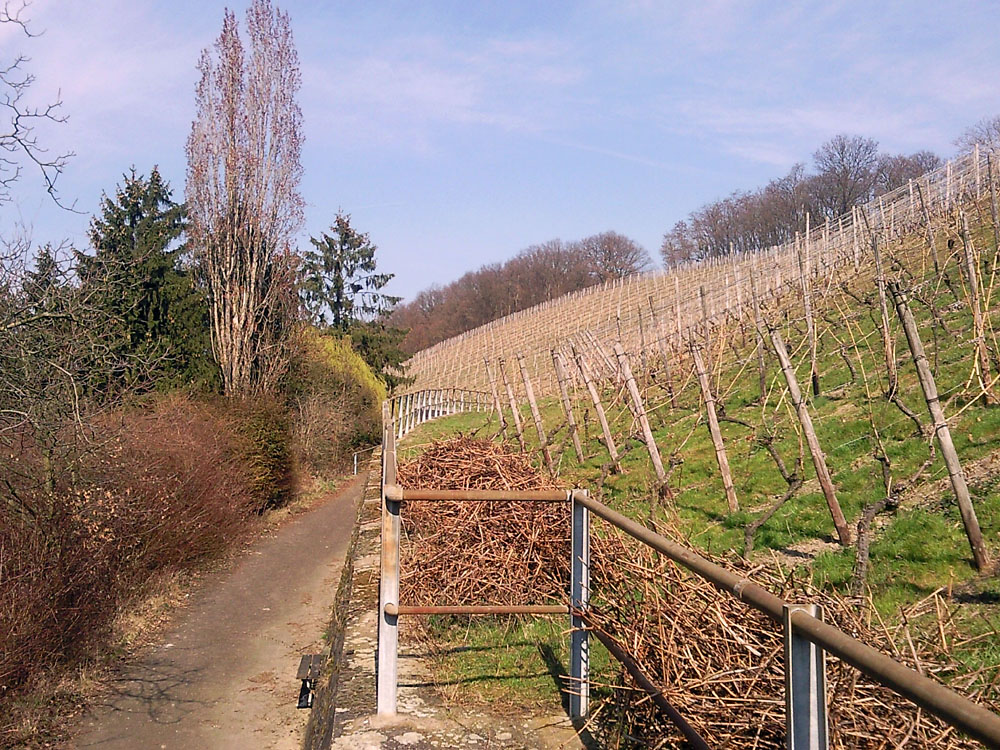 Weinberg in Oberdollendorf (2)