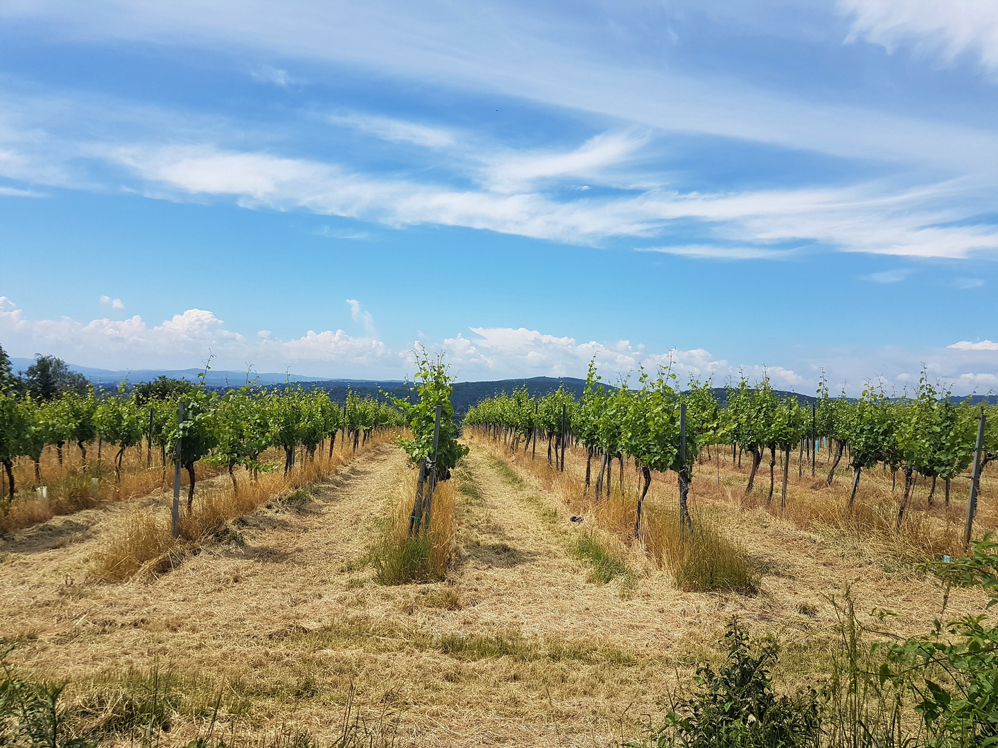 Weinberg in Österreich