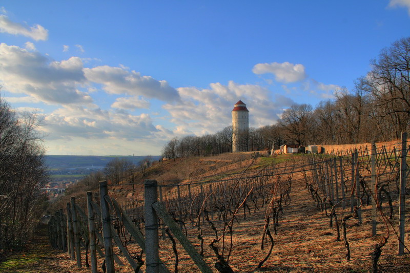 Weinberg in Radbeul bei Dresden