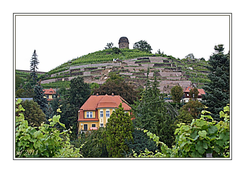 Weinberg in Radebeul