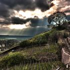 Weinberg in Radebeul HDR