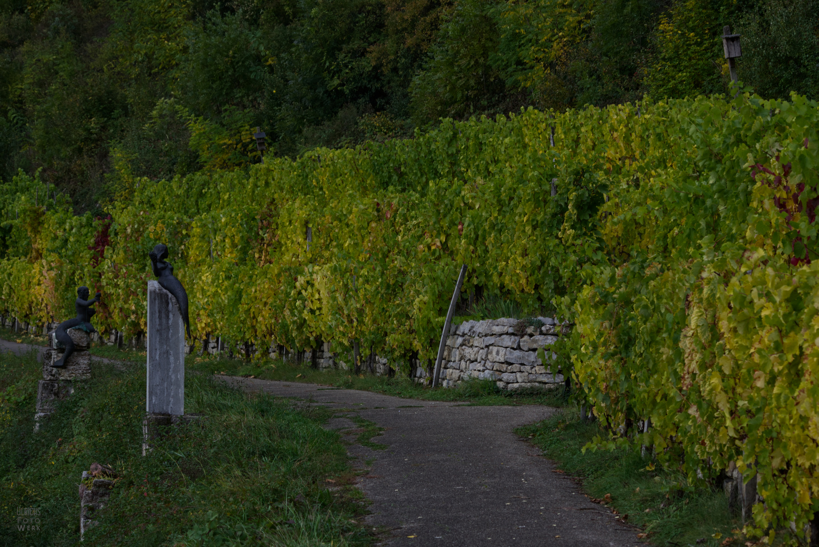 Weinberg in Rothenburg ob der Tauber