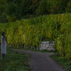 Weinberg in Rothenburg ob der Tauber