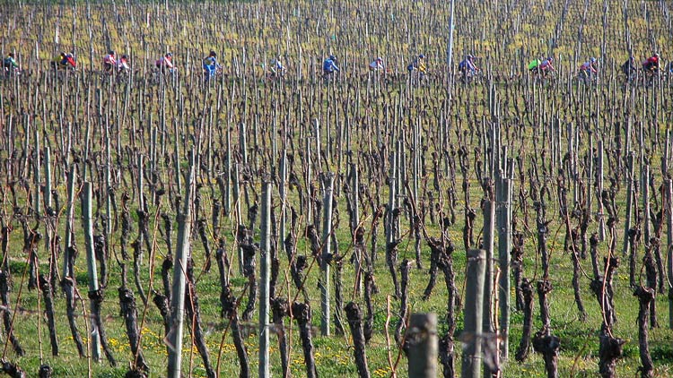 Weinberg in St. Laurent de Vignes im Maerz