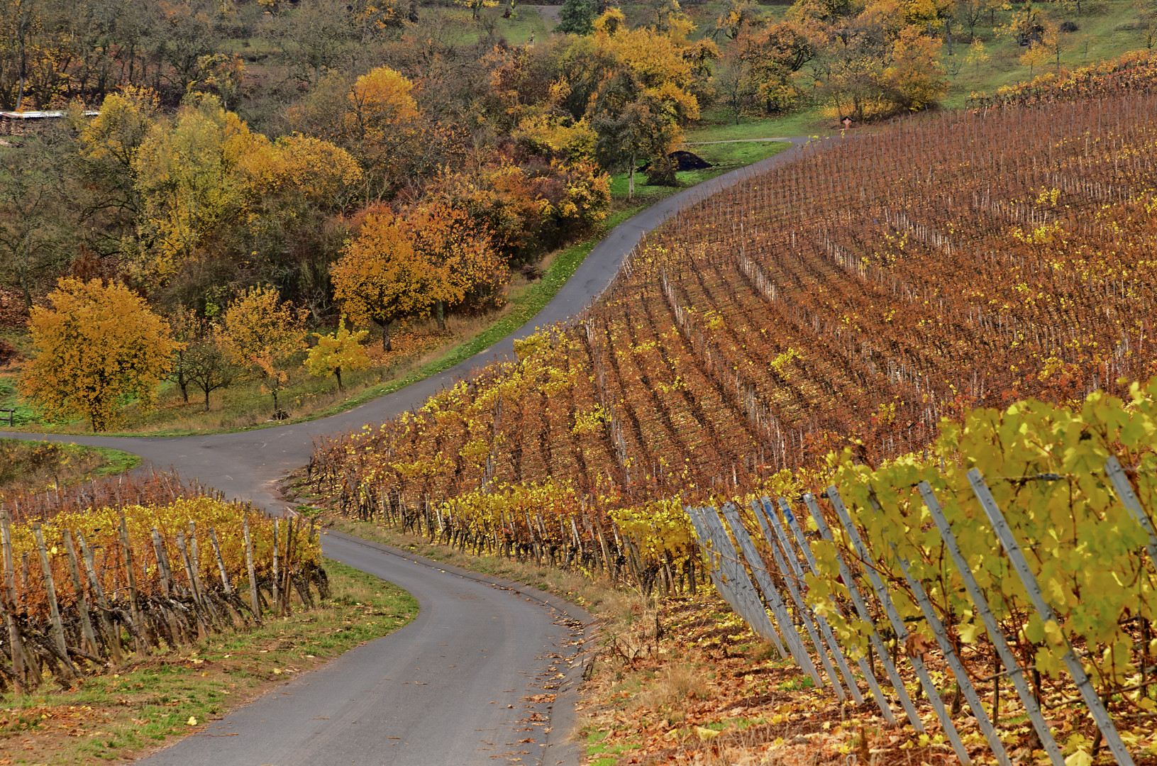 Weinberg in Unterfranken