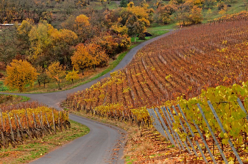 Weinberg in Unterfranken