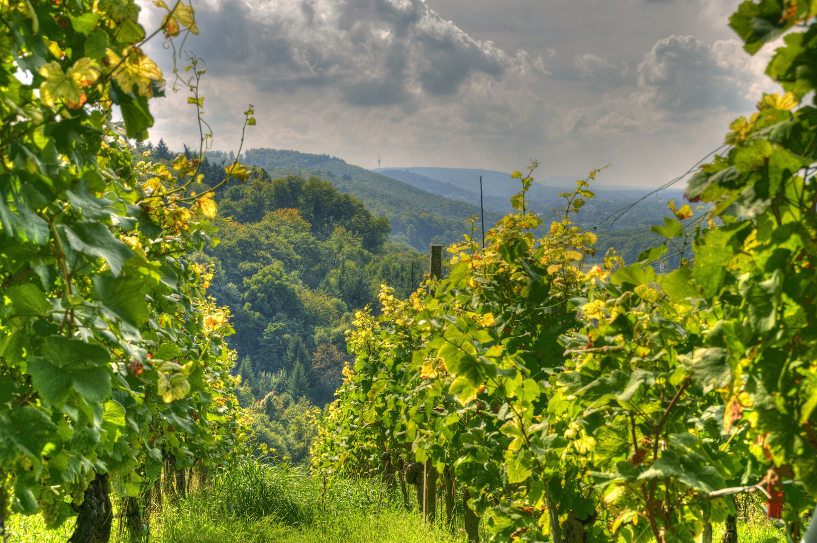 Weinberg in Weingarten mit Blick Richtung Nordschwarzwald