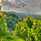 Weinberg in Weingarten mit Blick Richtung Nordschwarzwald