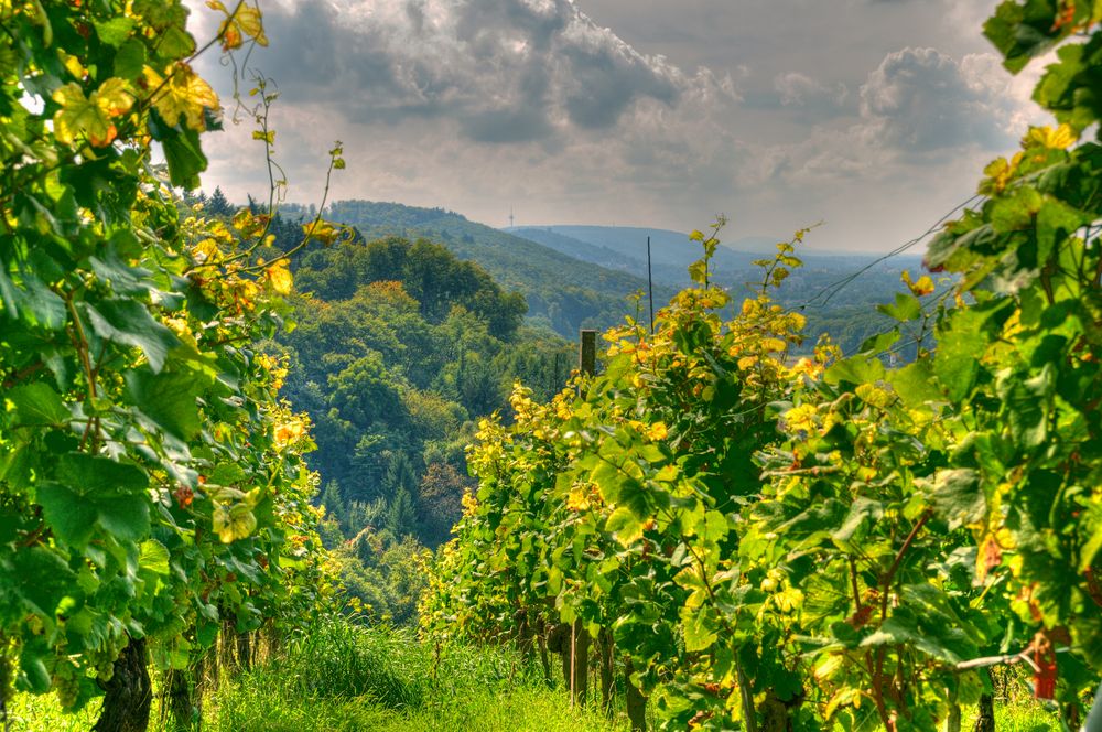 Weinberg in Weingarten mit Blick Richtung Nordschwarzwald