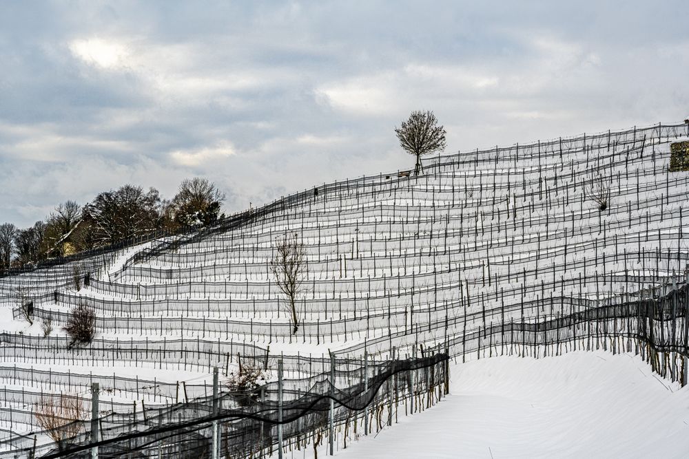 Weinberg Iselisberg