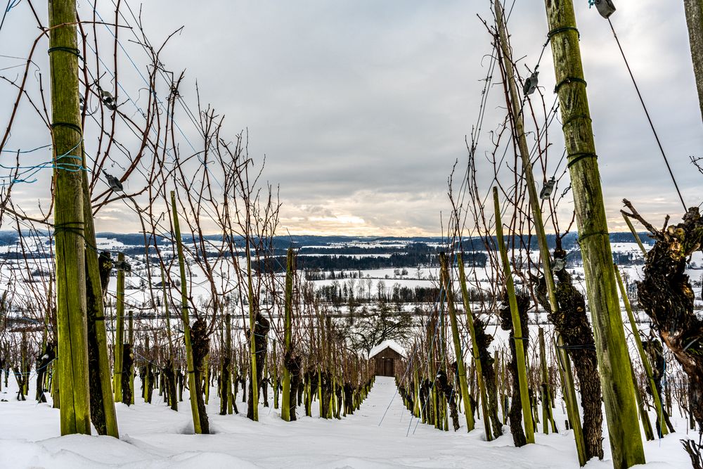 Weinberg Iselisberg