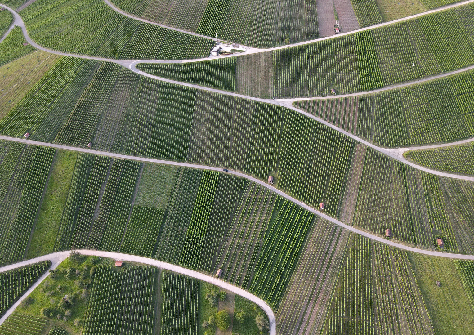 Weinberg-Landschaft