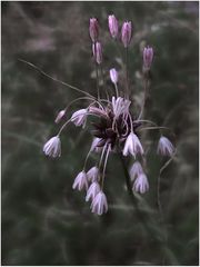 Weinberg-Lauch (Allium vineale)
