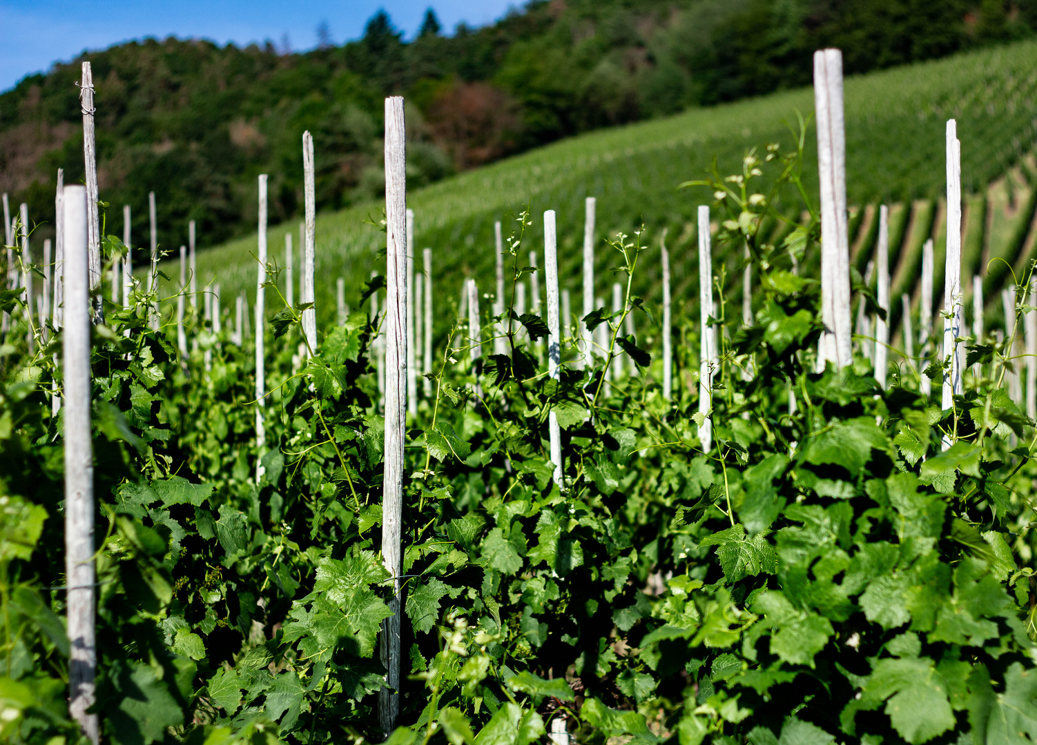 Weinberg-Mayschoß