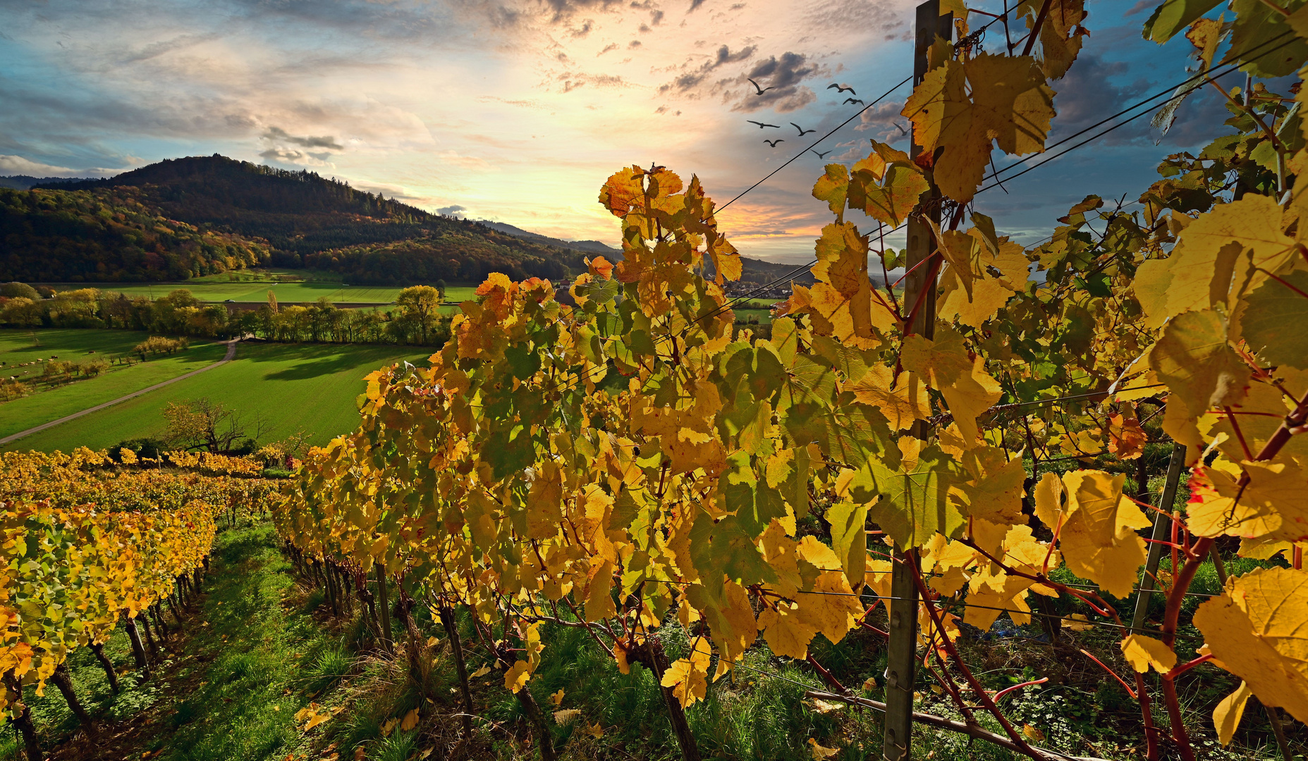 "Weinberg mit Ausblick"