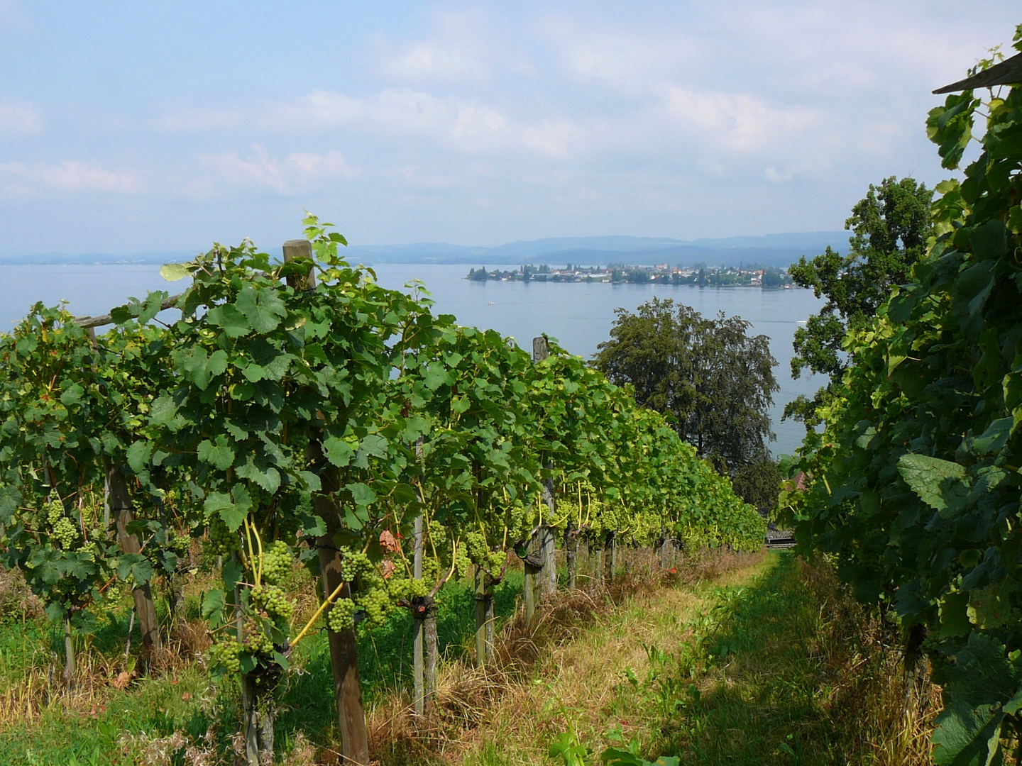 Weinberg mit Blick auf die Reichenau...