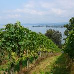 Weinberg mit Blick auf die Reichenau...