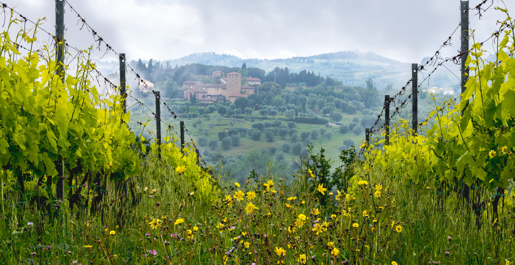 Weinberg mit Blick auf Petrognano