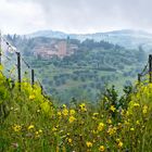 Weinberg mit Blick auf Petrognano