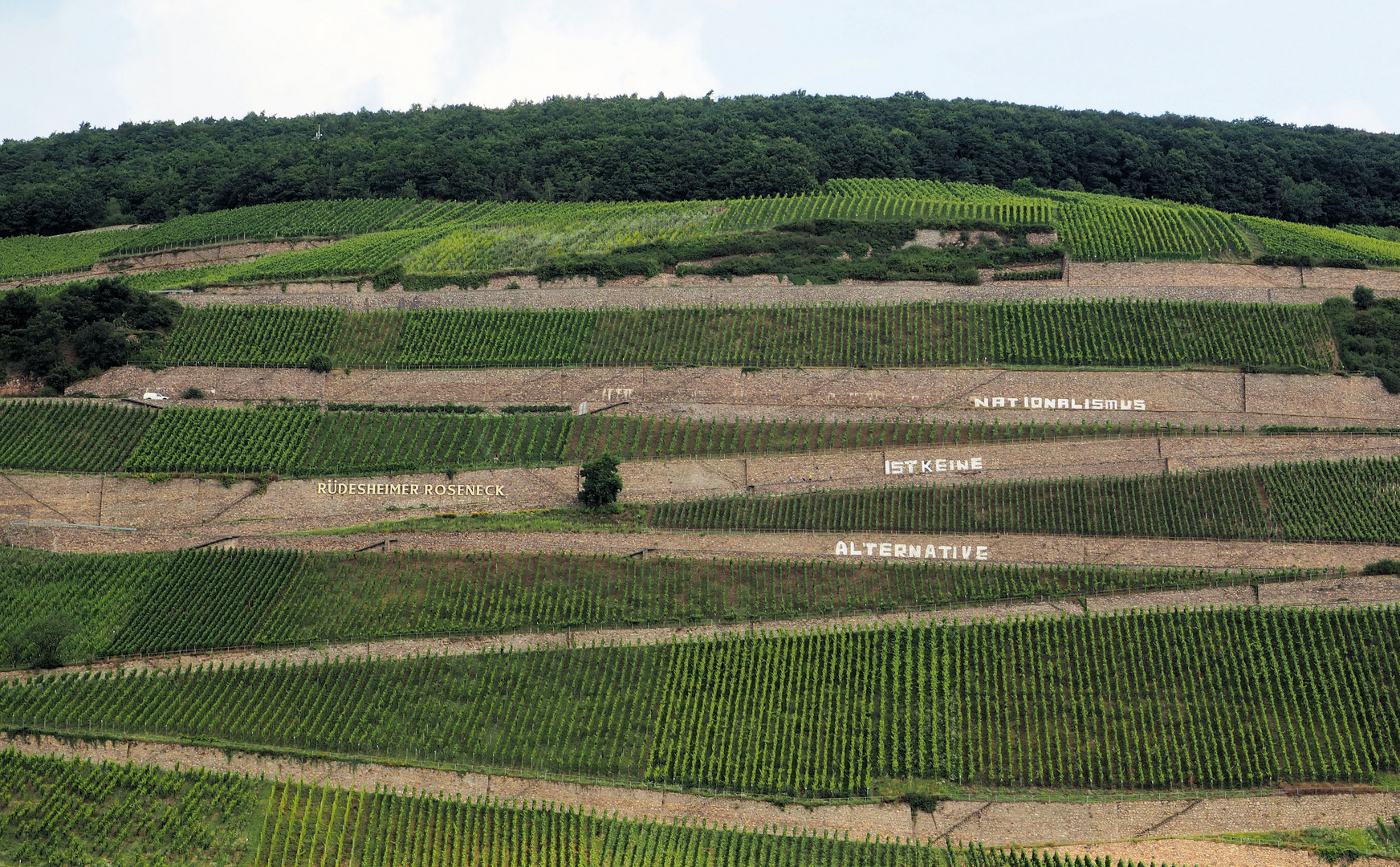 Weinberg mit Botschaft.... 