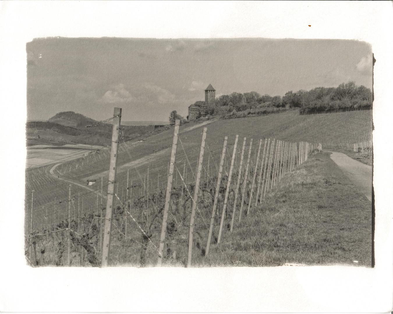 Weinberg mit Burg Lichtenberg