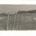 Weinberg mit Burg Lichtenberg