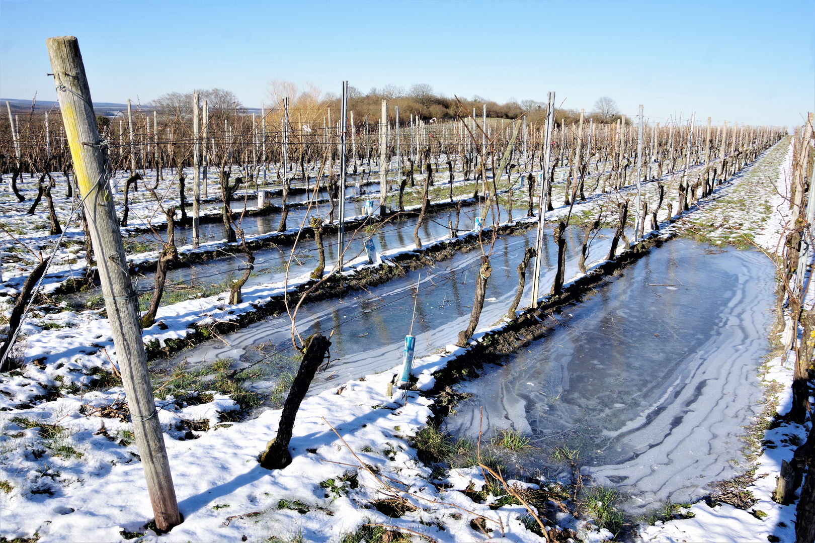 Weinberg mit Eisfelder