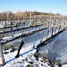 Weinberg mit Eisfelder