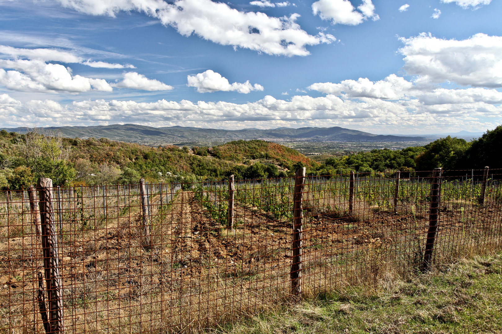 Weinberg mit Fernblick