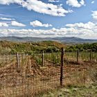 Weinberg mit Fernblick