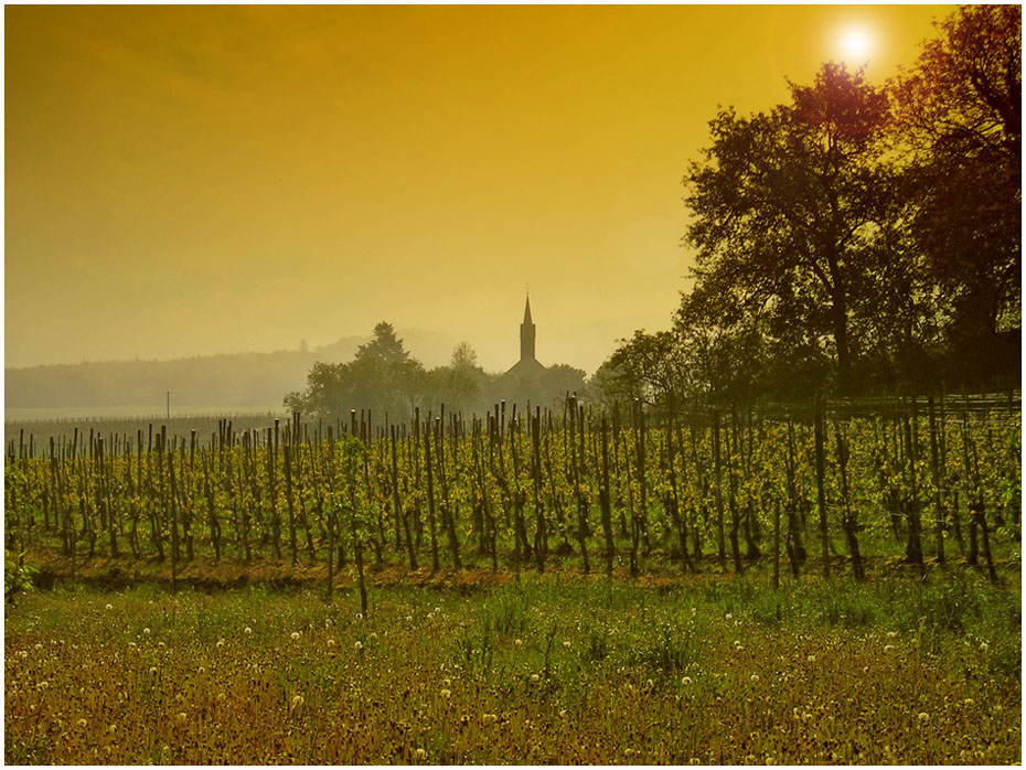 Weinberg mit Kirche