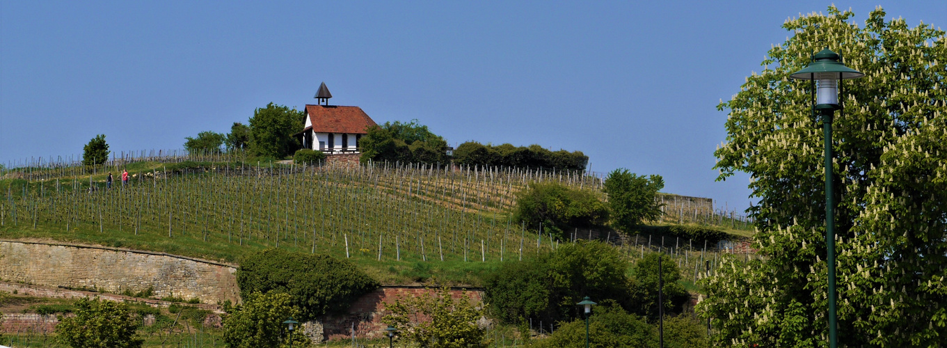 Weinberg mit Michaelskapelle in Bad Dürkheim 