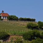 Weinberg mit Michaelskapelle in Bad Dürkheim 