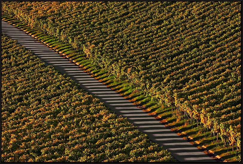 Weinberg mit Reißverschluss