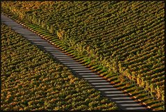 Weinberg mit Reißverschluss