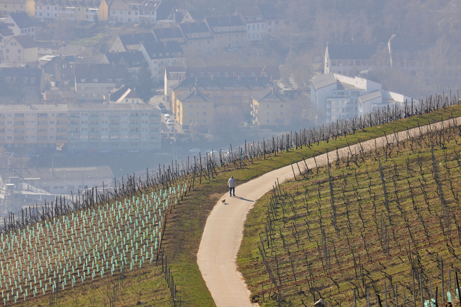 Weinberg mit Weg, Rüdesheim, Hintergrund Bingerbrück