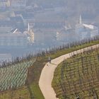 Weinberg mit Weg, Rüdesheim, Hintergrund Bingerbrück