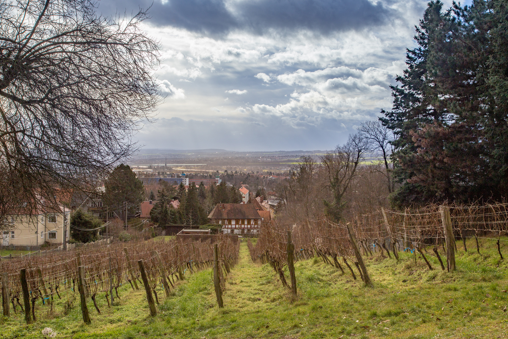 Weinberg mit Wolken