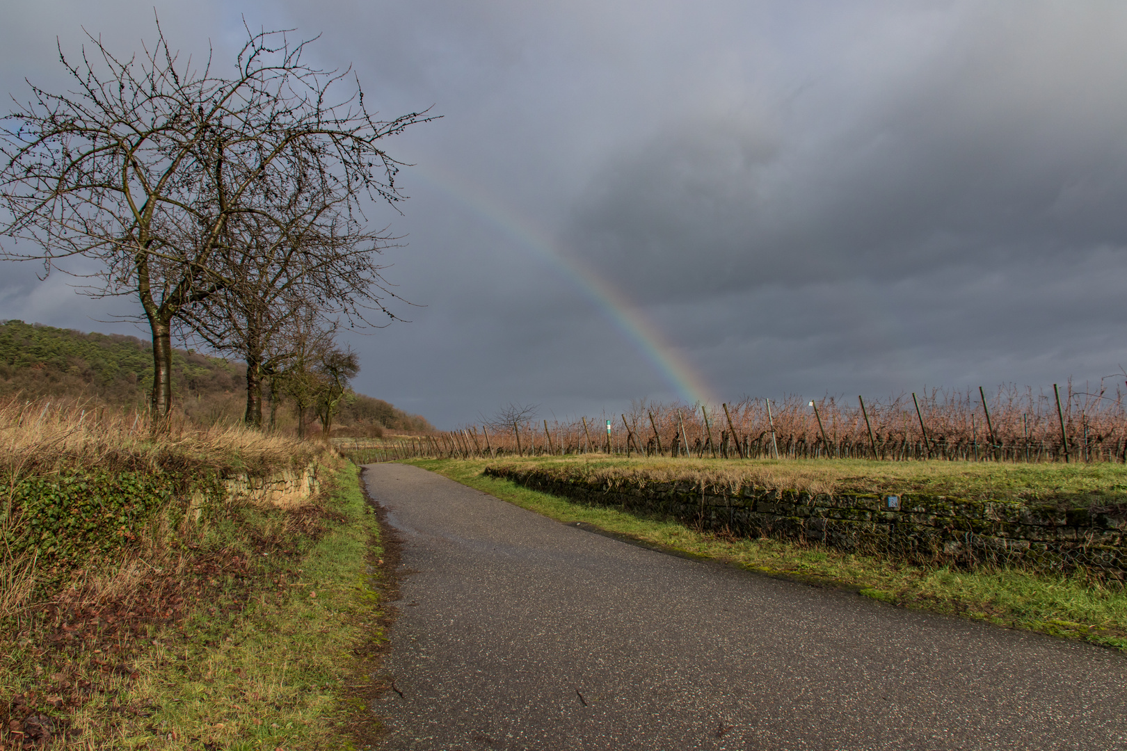 Weinberg nach dem Regen