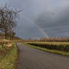 Weinberg nach dem Regen