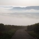 Weinberg-Nebel-Landschaft