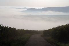 Weinberg-Nebel-Landschaft