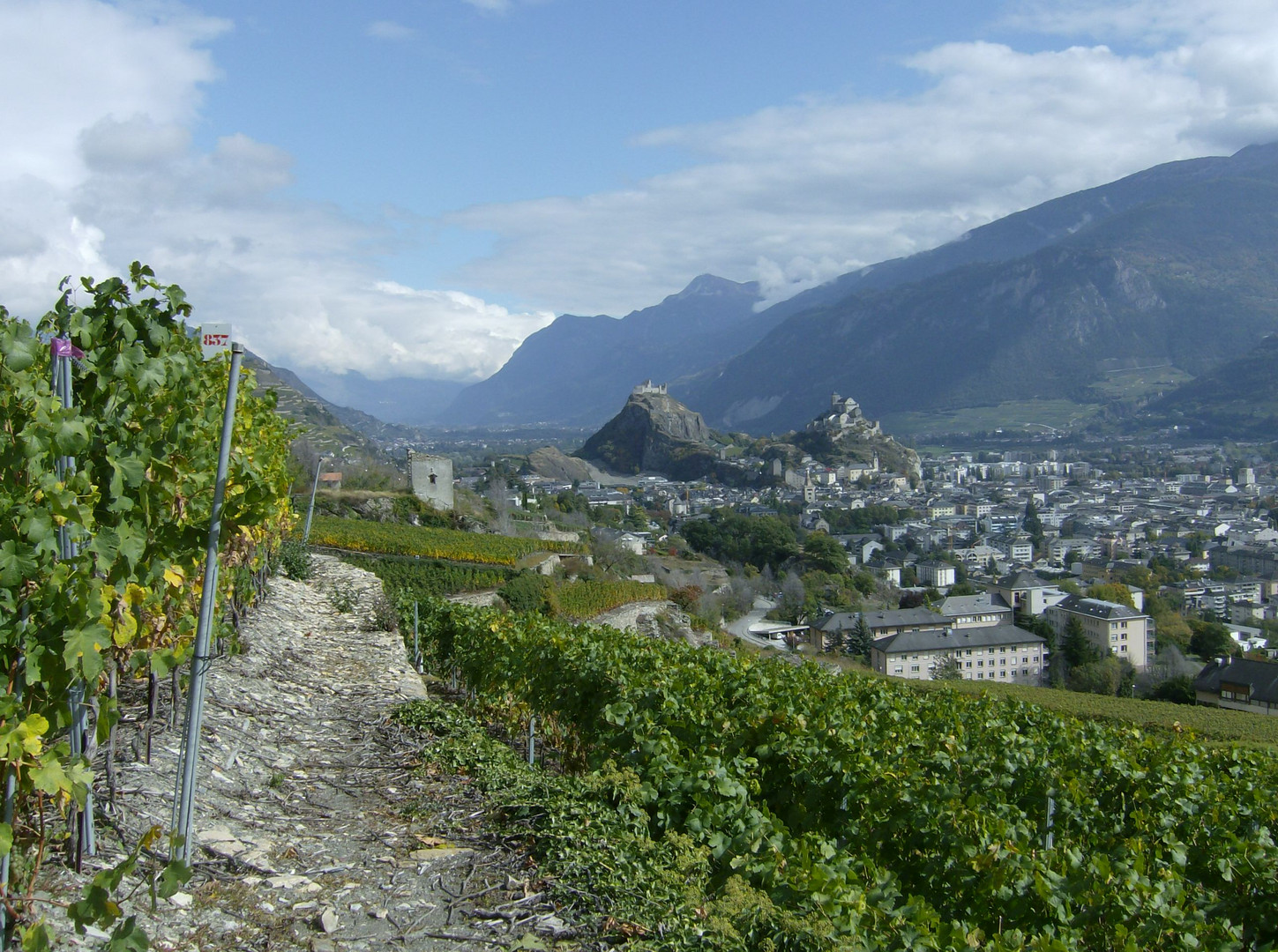 Weinberg oberhalb von Sitten