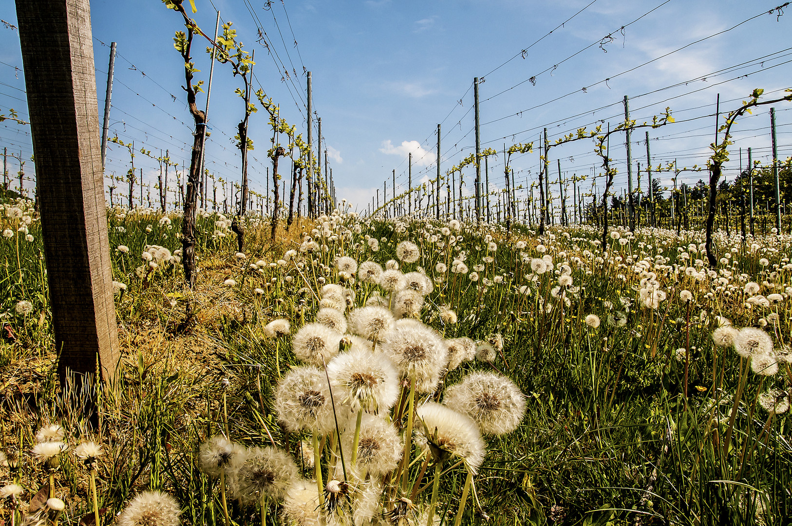 Weinberg oder Pusteblumenplantage ?